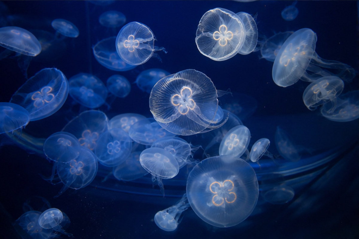 仙台うみの杜水族館の旅程検討を補う生成AIイメージ画像 2。実際の景観・施設外観ではありません。