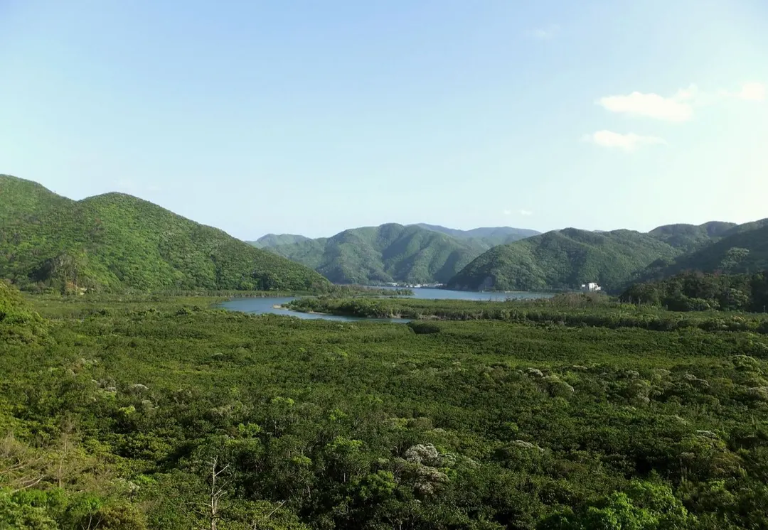 奄美大島 マングローブ原生林の実写写真。訪問前のイメージ確認用。