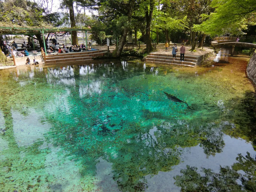 別府弁天池の透明な青い湧水と水辺の木立を写した実写写真