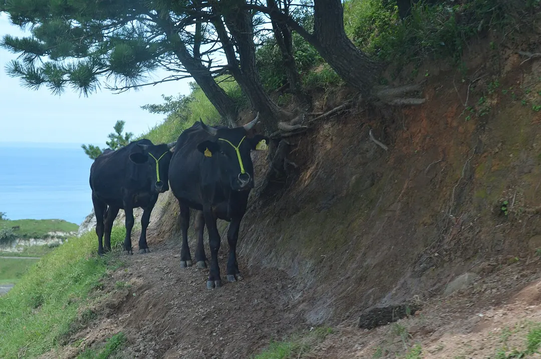 赤ハゲ山の放牧地で草をはむ牛と海を写した実写写真