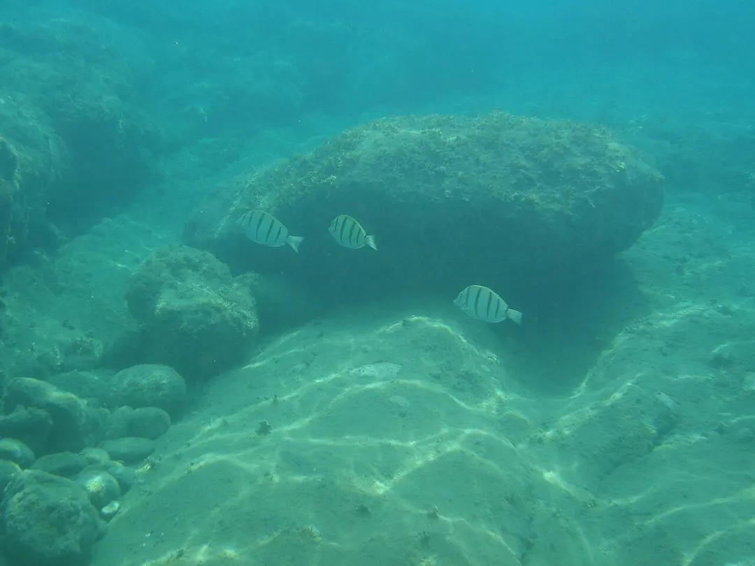 扇浦海岸の海中で撮影された岩と魚。過去の景観であり、当日の透明度や遊泳の安全を示すものではありません。