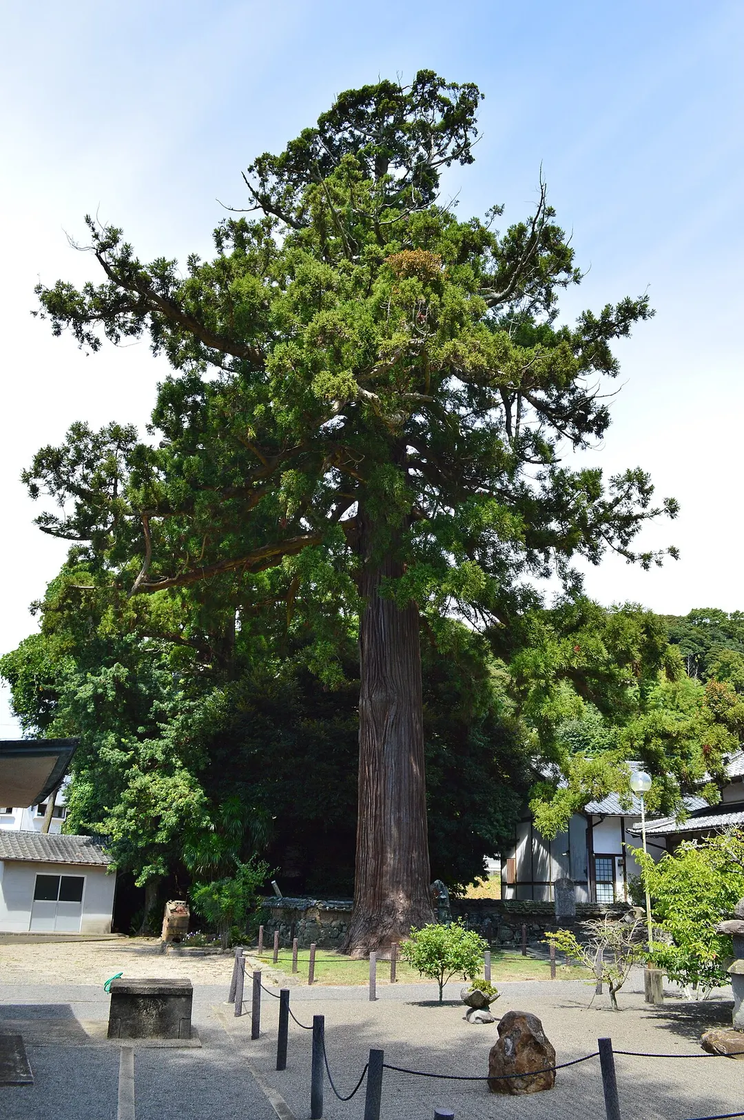 壱岐・安国寺境内の大杉を見上げて写した実写写真