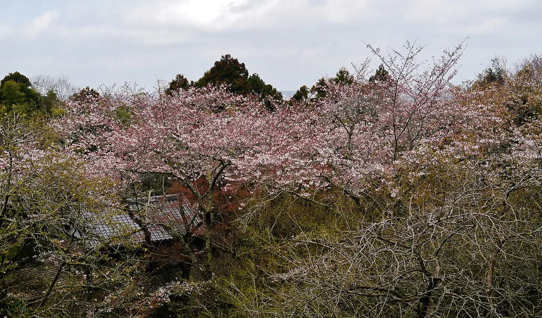 香取神宮の境内と桜を写した実写写真