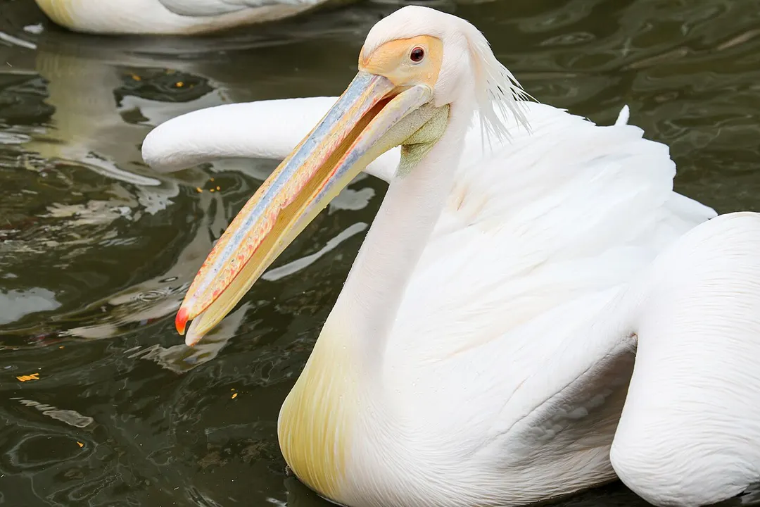 神戸どうぶつ王国の展示エリアで水辺にいるペリカンを写した実写写真