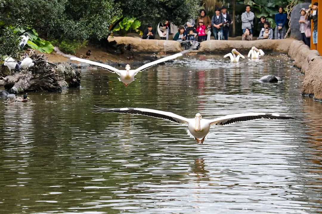 神戸どうぶつ王国の水辺を飛ぶペリカンと展示空間を写した実写写真