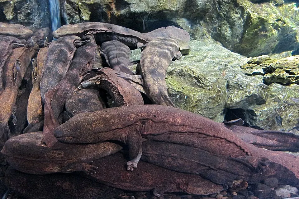 京都水族館の別アングルを確認できる実写写真 2