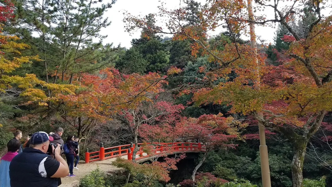 紅葉谷公園の園路を覆う赤や橙のカエデと石橋を写した実写写真