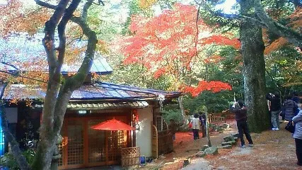 紅葉谷公園の渓流沿いで色づいた木々と石組みを写した実写写真