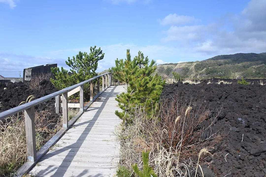 新鼻新山と同じ1983年噴火の溶岩流をたどる三宅島火山体験遊歩道の実写写真