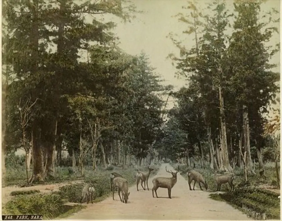 奈良公園の別アングルを確認できる実写写真 1