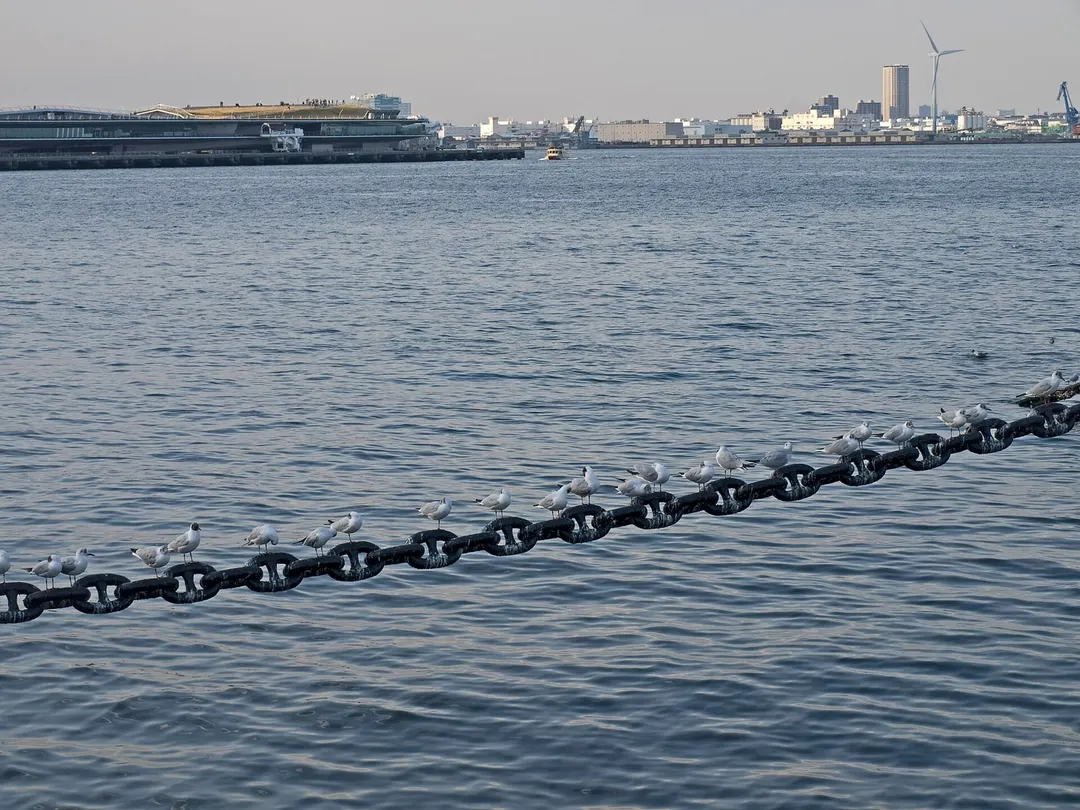 氷川丸の錨鎖と港の風景（2018年4月撮影）。鳥の姿をいつでも見られるとは限りません。