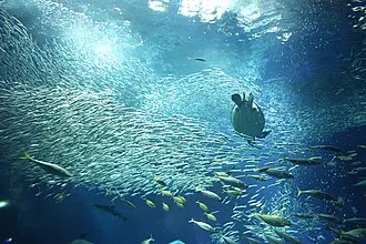 アクアワールド茨城県大洗水族館の別アングルを確認できる実写写真 1