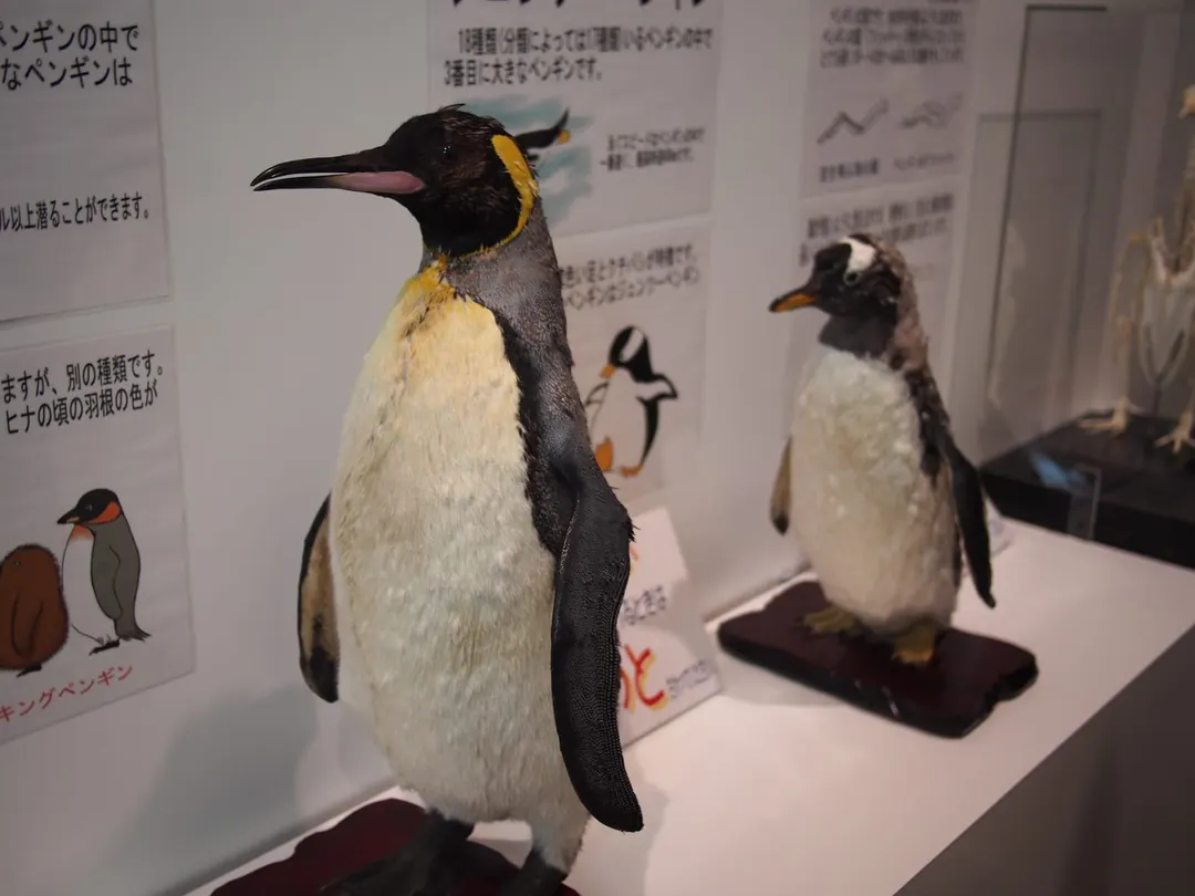 男鹿水族館GAOの別アングルを確認できる実写写真 2