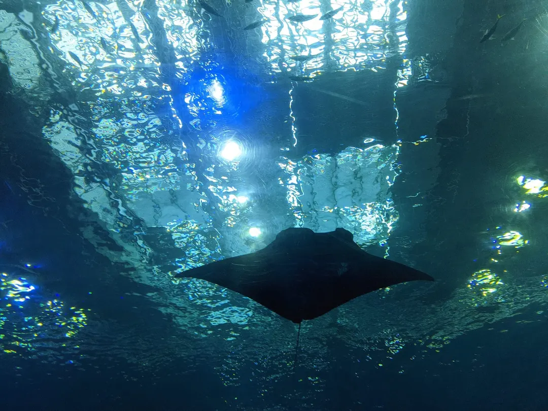 沖縄美ら海水族館の別アングルを確認できる実写写真 1