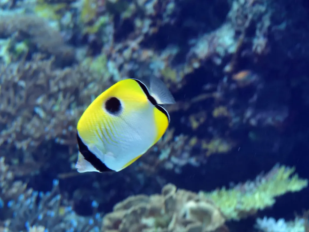 沖縄美ら海水族館の別アングルを確認できる実写写真 2