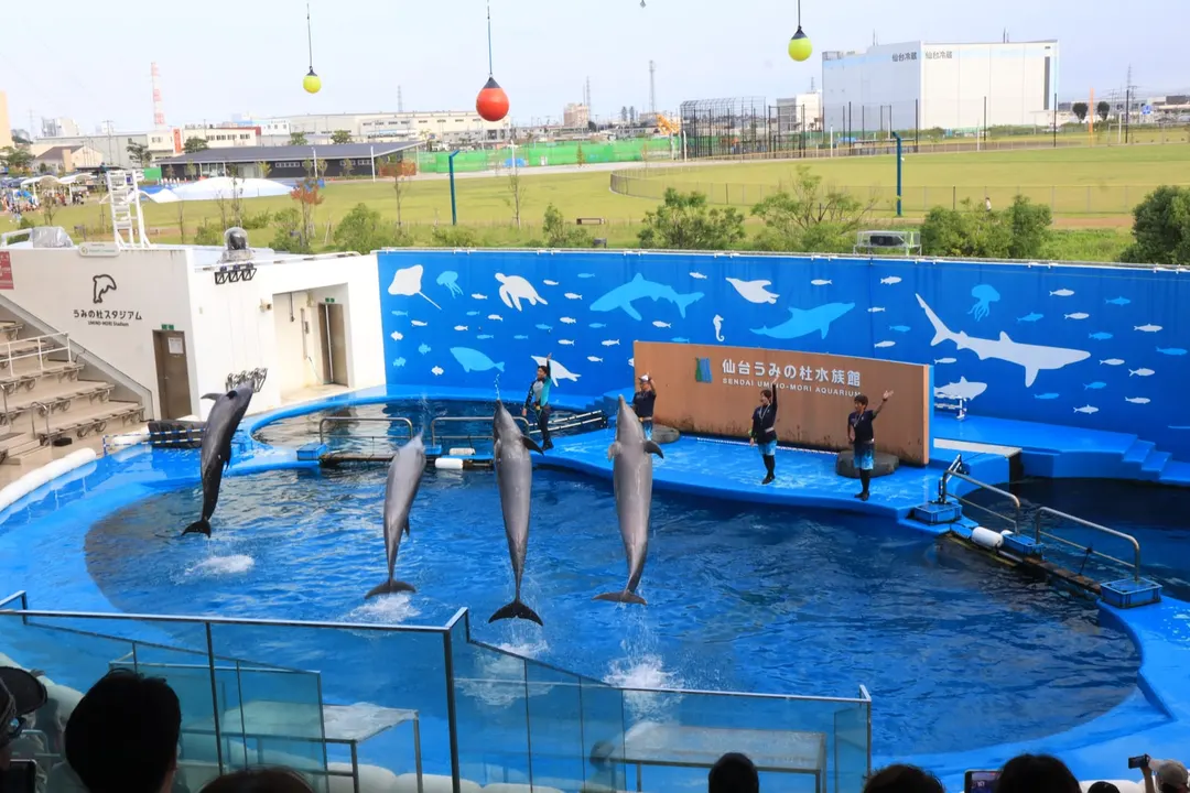 仙台うみの杜水族館のスタジアムで跳ぶイルカ（2024年8月撮影）