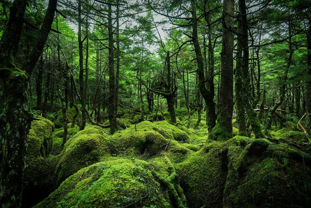 白駒の池へ続く苔の森で緑に覆われた林床を写した実写写真