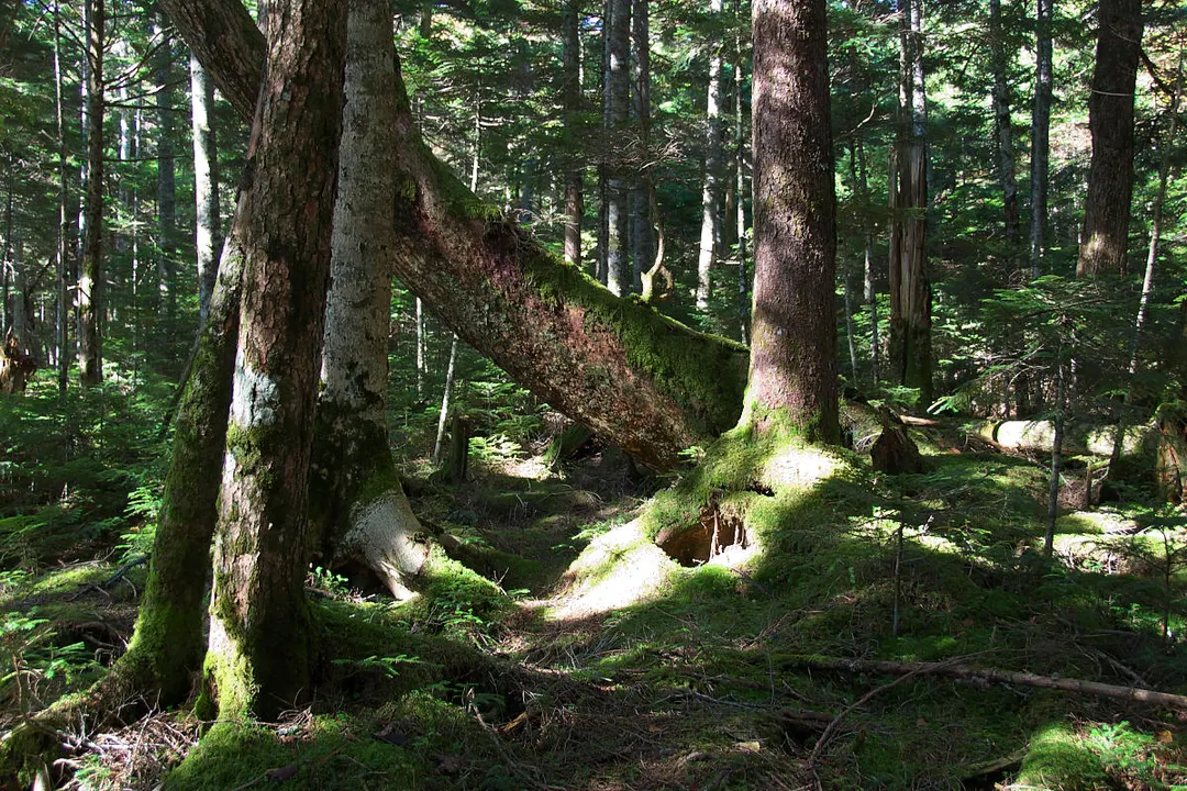 白駒の池周辺の原生林と苔むした地面を写した実写写真