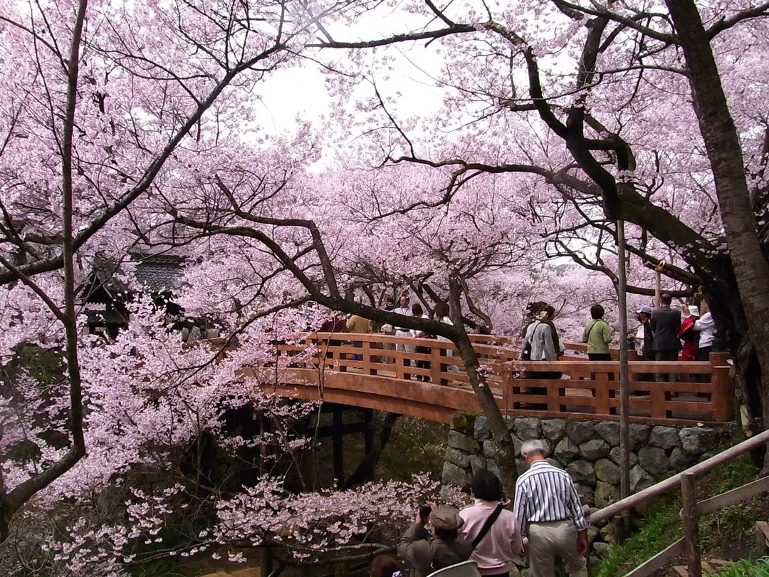 高遠城址公園の桜雲橋と満開の桜を写した実写写真