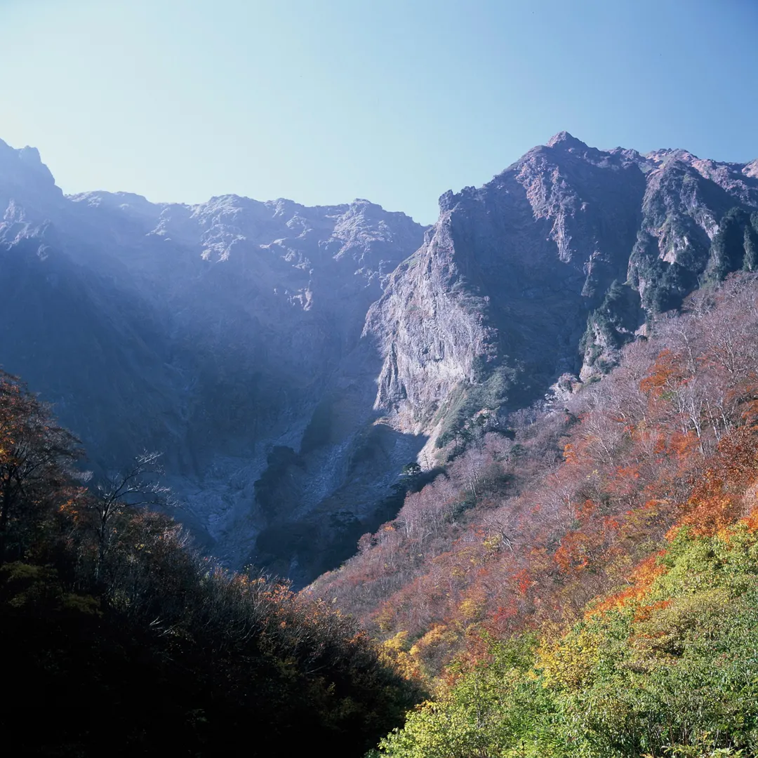 紅葉した樹林越しに谷川岳一ノ倉沢の岩壁を見上げた実写写真