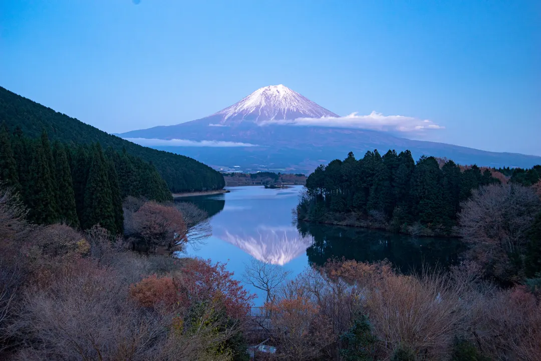 秋の草花が広がる田貫湖畔から富士山を望んだ実写写真