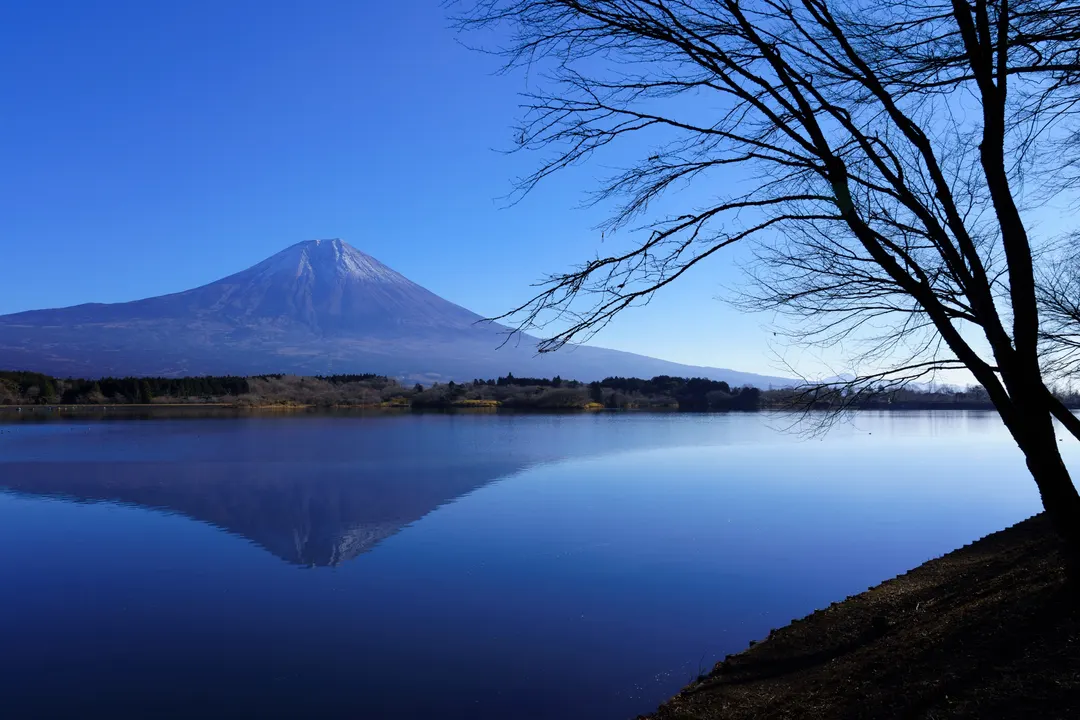 田貫湖の青い湖面と対岸の森、富士山を湖畔から写した実写写真