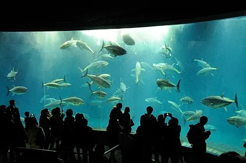 葛西臨海水族園の別アングルを確認できる実写写真 2