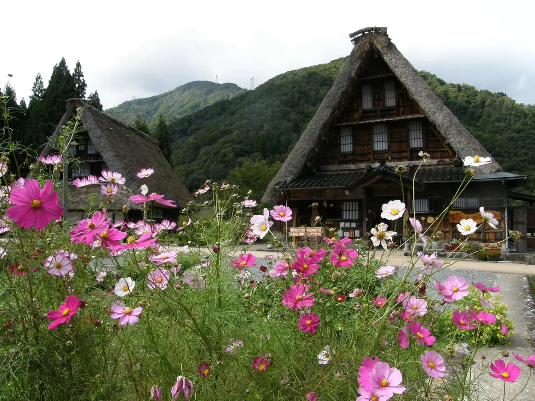 菅沼合掌造り集落の実写写真。訪問前のイメージ確認用。
