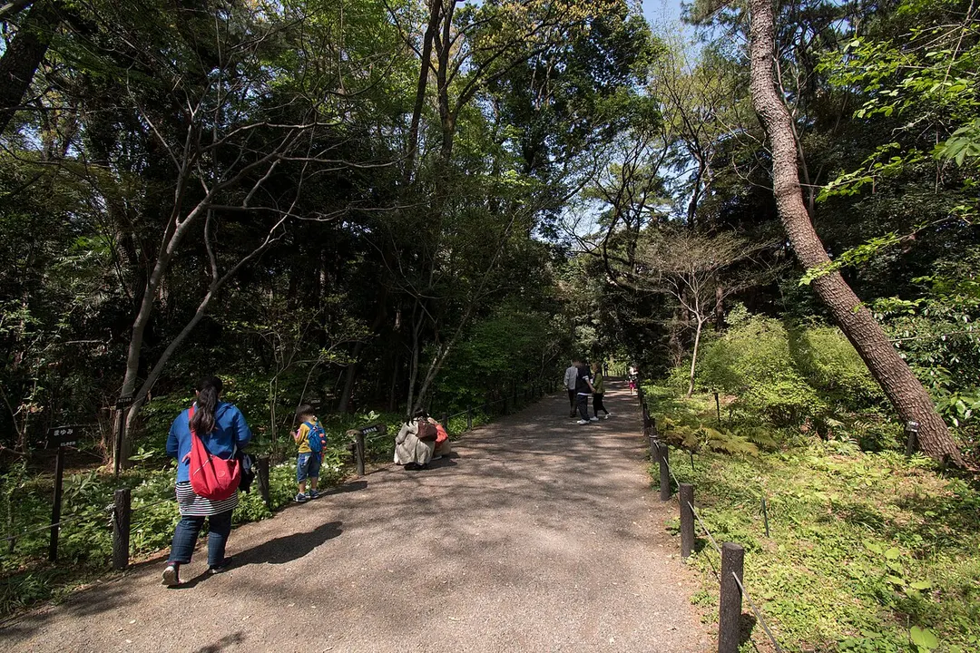 自然教育園の木々と名札が並ぶ園路