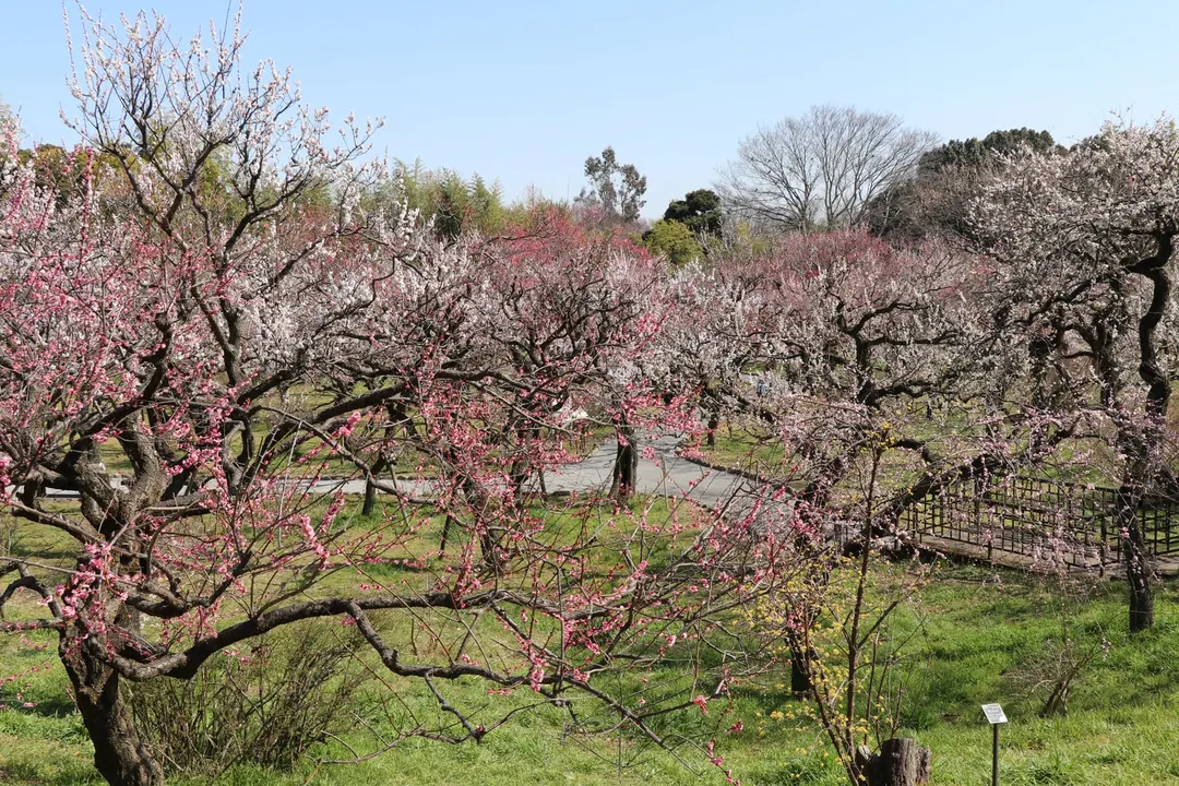 神代植物公園のうめ園に咲く紅白の梅