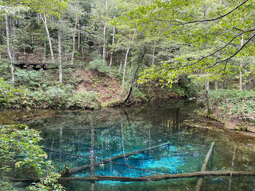 神の子池の透明な水面と青く見える湧水、沈木を写した実写写真