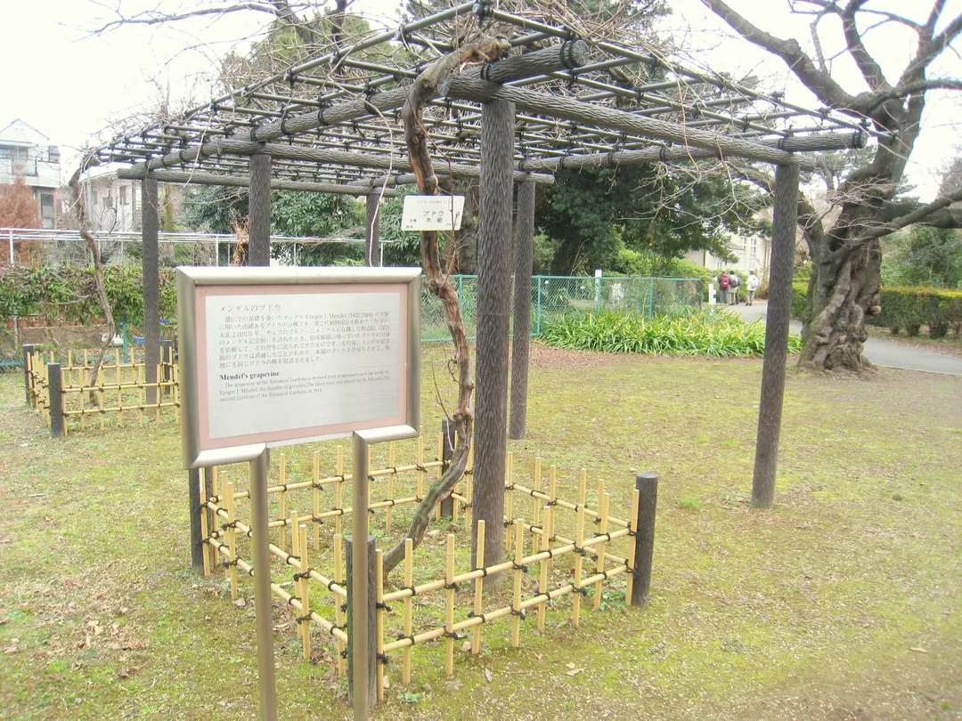 小石川植物園のメンデルのブドウと解説板