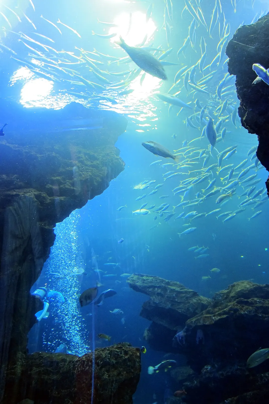 京都水族館の実写写真。訪問前のイメージ確認用。