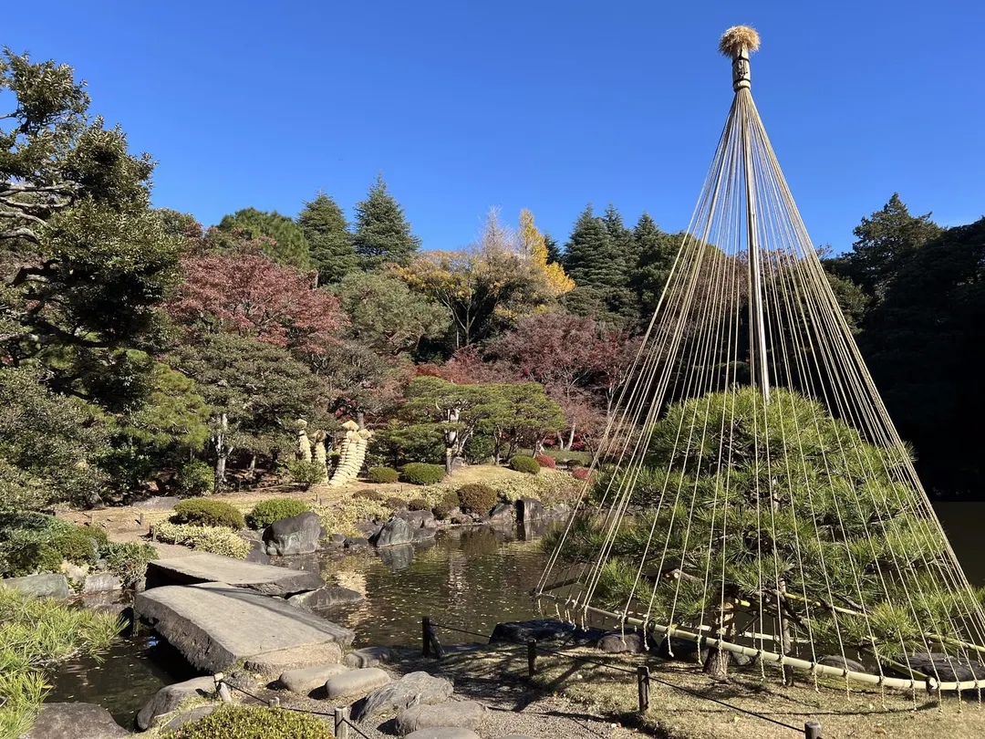 旧古河庭園の日本庭園の池と雪吊り