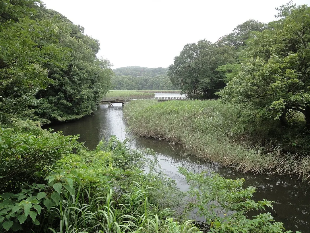 一碧湖の水辺に生える草木と木々に囲まれた風景（2019年8月撮影）