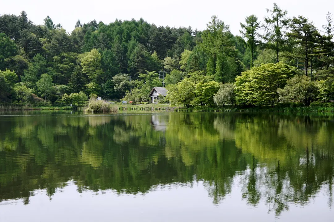 木々と水面の反射を眺める蓼科湖の湖畔(2011年6月撮影)