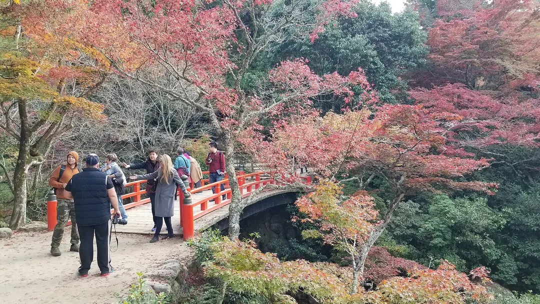 宮島の紅葉谷公園で色づいたカエデと石橋を写した実写写真