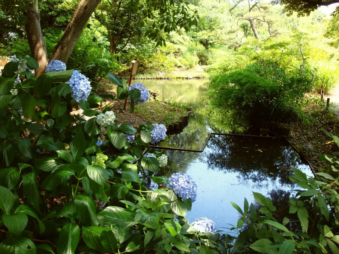 向島百花園の池とアジサイ、周囲の緑