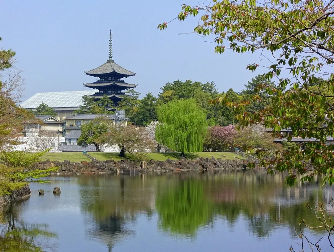 奈良公園の実写写真。訪問前のイメージ確認用。