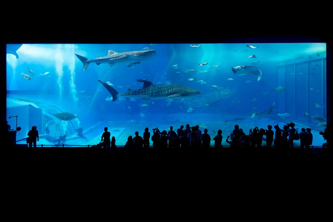 沖縄美ら海水族館の大水槽を写した実写写真。訪問前のイメージ確認用。