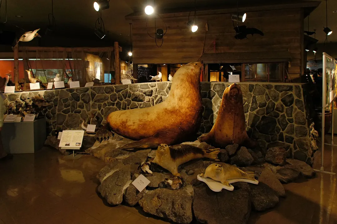 利尻町立博物館のトドやアザラシなど島の自然標本展示を写した実写写真