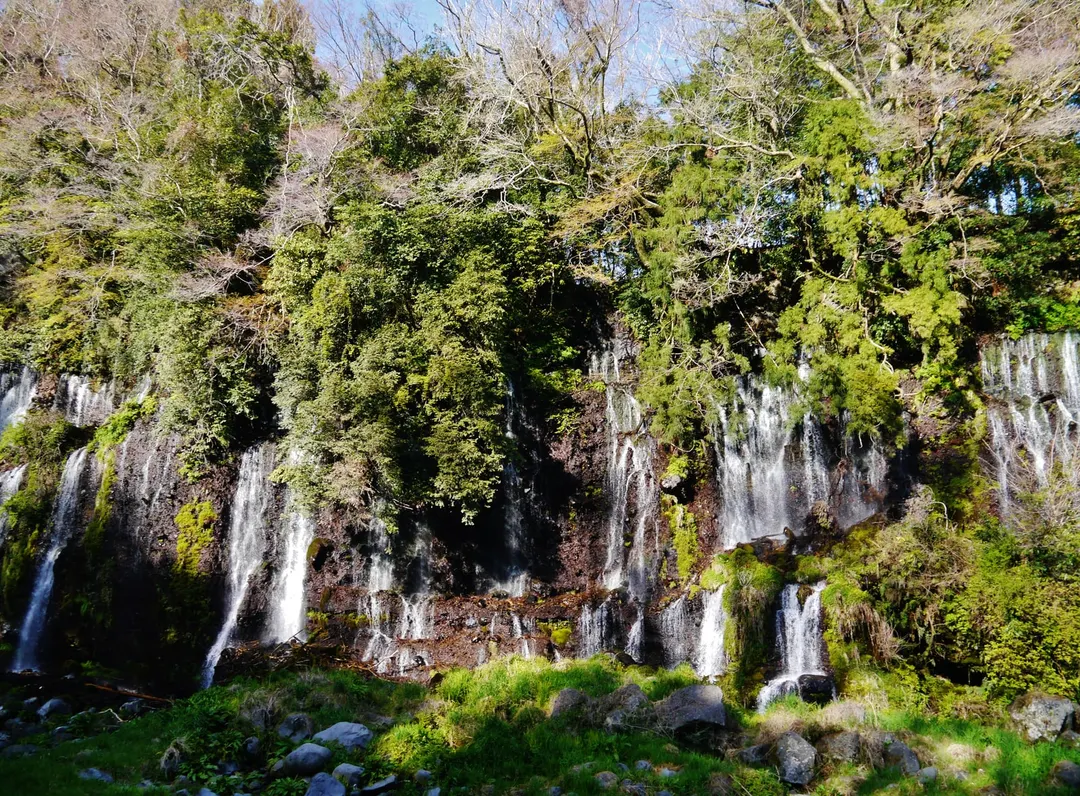 富士宮の白糸の滝で岩壁から幾筋にも落ちる水(2019年4月撮影)