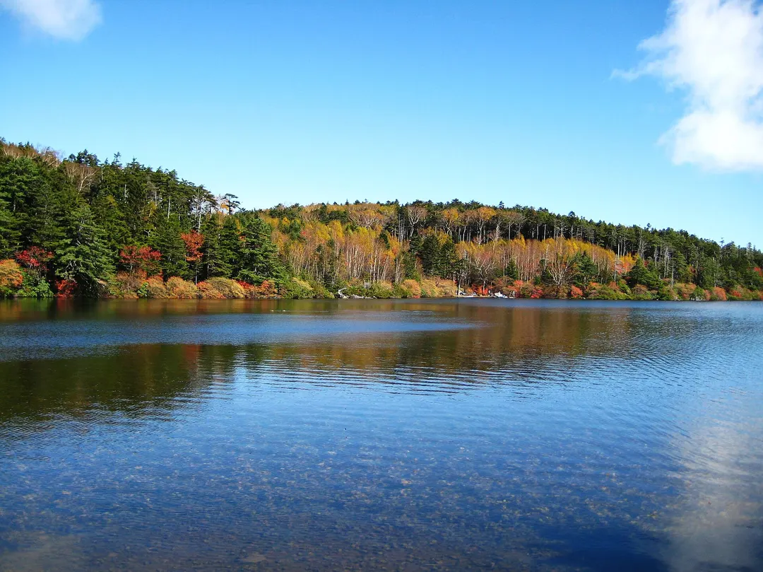 北八ヶ岳の原生林に囲まれた白駒の池の水面を写した実写写真