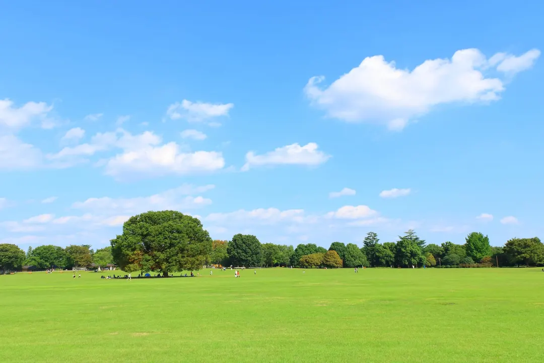 国営昭和記念公園のみんなの原っぱと大きな樹木