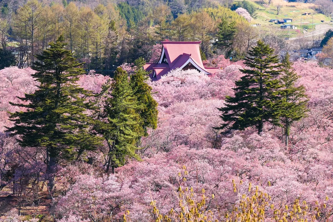 桜が咲く高遠城址公園と高遠閣周辺を見渡した実写写真