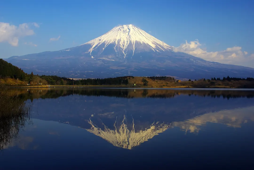 田貫湖の湖面に映る富士山と湖畔の木立を写した実写写真