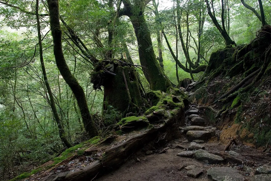 屋久島 白谷雲水峡の実写写真。訪問前のイメージ確認用。