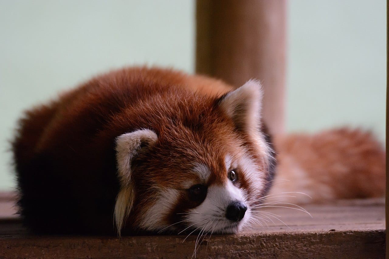 千葉市動物公園の別アングルを確認できる実写写真 1