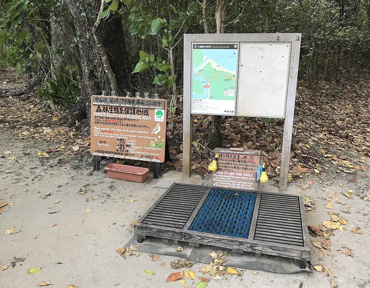 小笠原世界遺産センターの展示と関係する父島の森林生態系保護地域を写した実写写真