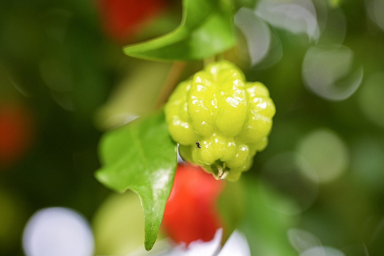 八丈植物公園の温室で育つピタンガの実を確認できる実写写真